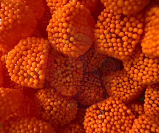 73. Lunaire à l’orange